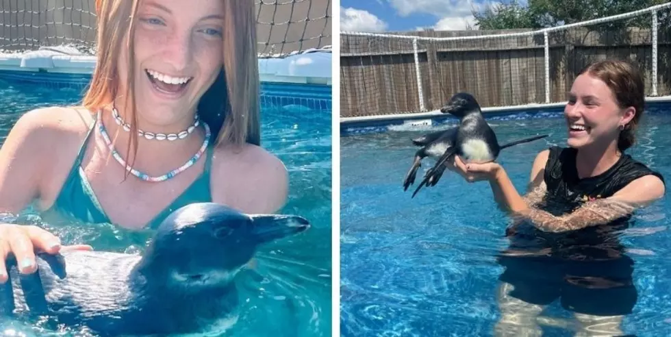 This Louisiana Barn is Giving Penguin Lovers the Best Day Ever