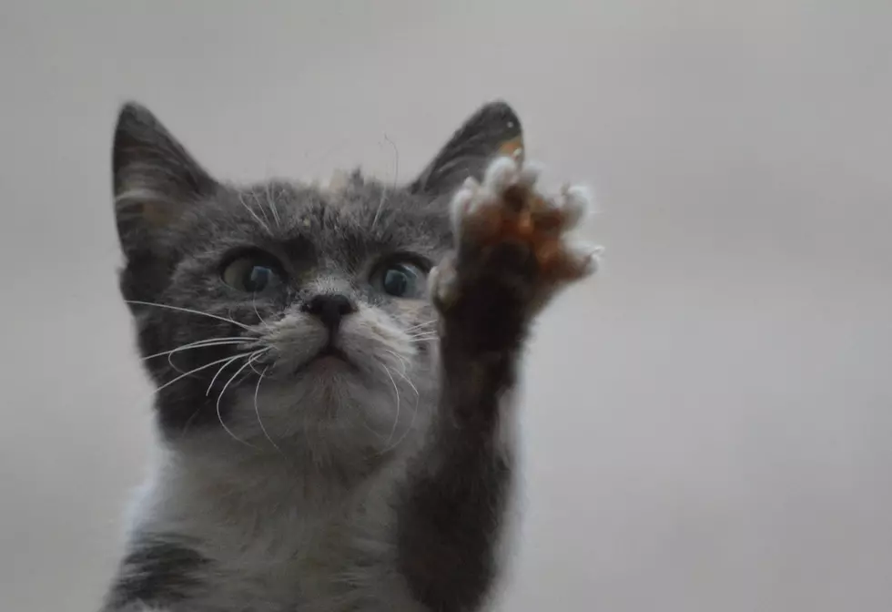 The Viral Louisiana Kitten Ambush Video Made for a Happy Ending