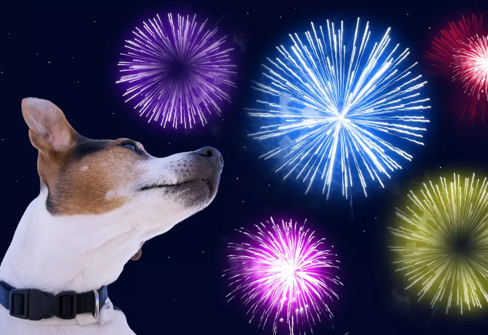 Hey Shreveport Dog Parents Do This Before the 4th Celebrations