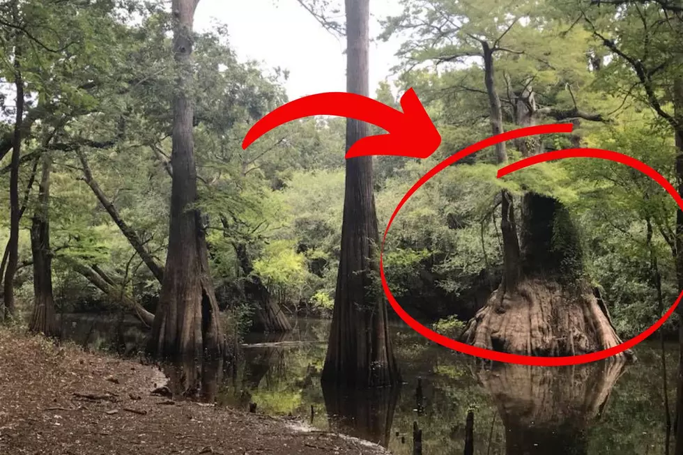 Visit Louisiana's Greatest Wonder - A 1,000 Year Old Cypress Tree