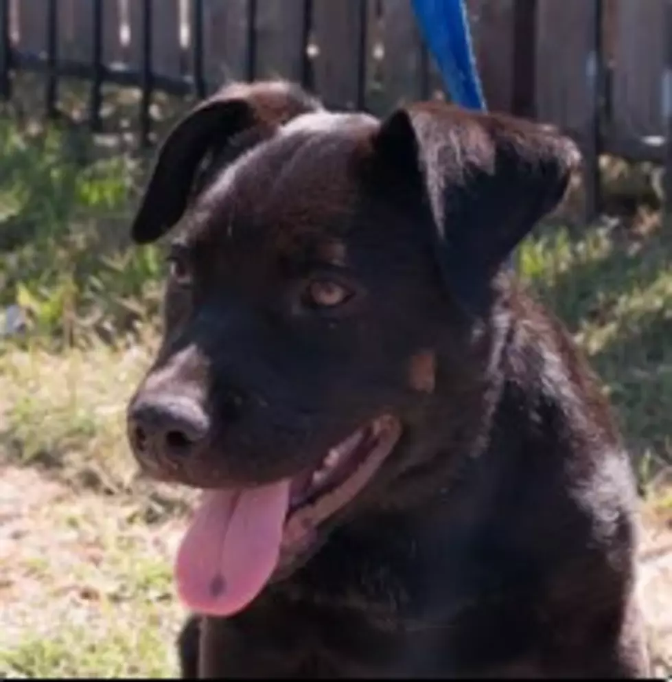 Hotrod Might Be the Perfect Lab Pup for Your Family, Shreveport