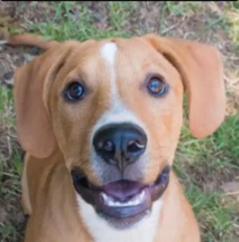 Sweet Hound-Mix Puppy Found in Shreveport Needs New Home