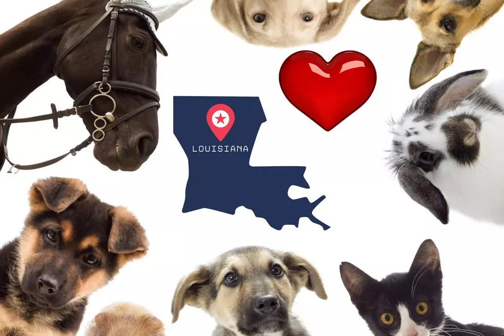 How Far Will Louisiana Pet Owners Go to Make Their Pets Happy?