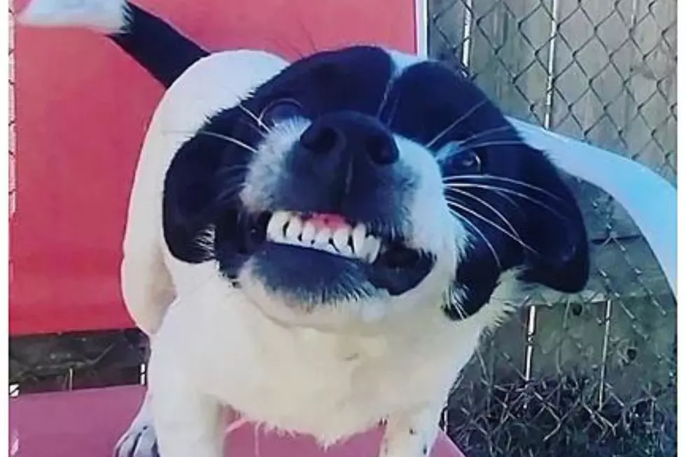 Shreveport’s Smiling Dog Goes Viral Because of You