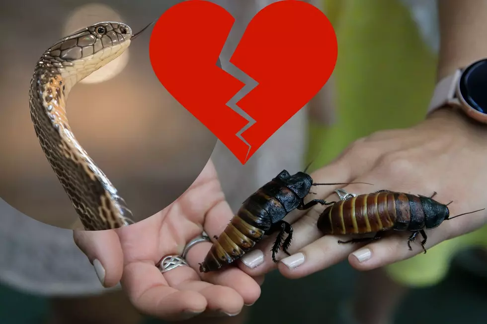 Texas Zoo Is Helping You Be Extra Petty This Valentine’s Day