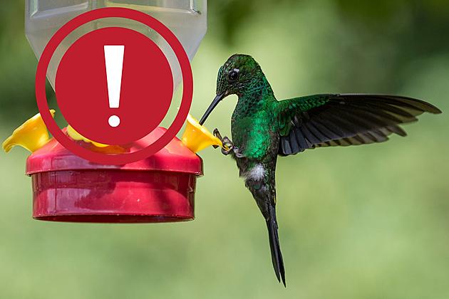 Hummingbirds in Shreveport are Being Killed Because of This Mistake