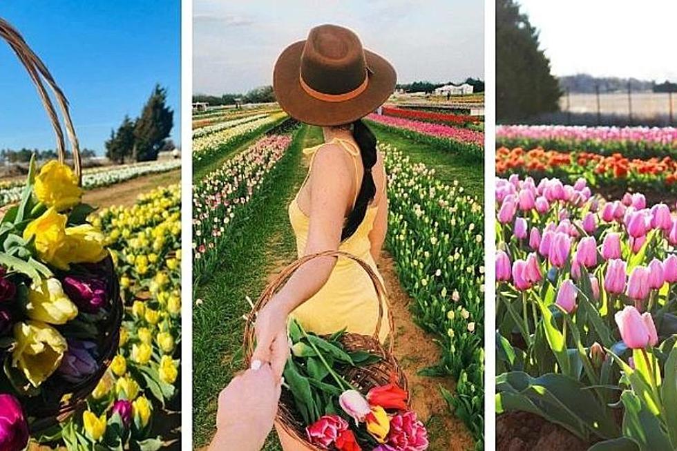 Tiptoe Through a Field of Tulips Just 3 1/2 Hours From Shreveport