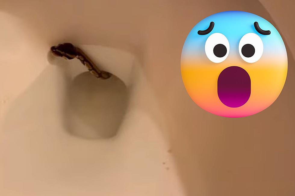 Real Life Nightmare: Shreveport Woman Finds Live Snake in Toilet