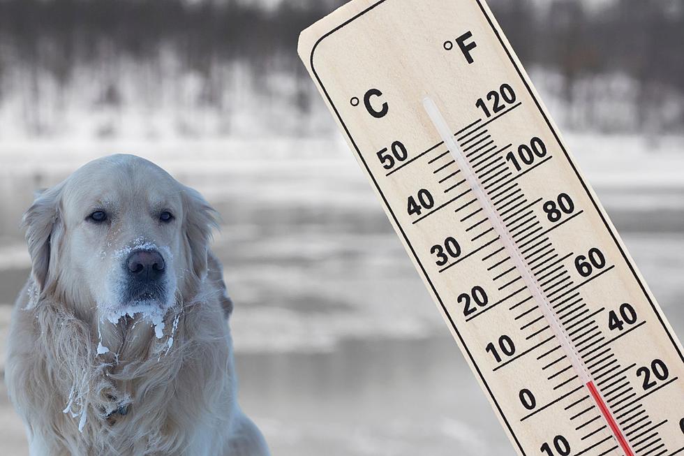 Does Louisiana Law Protect Pets Out in the Cold?