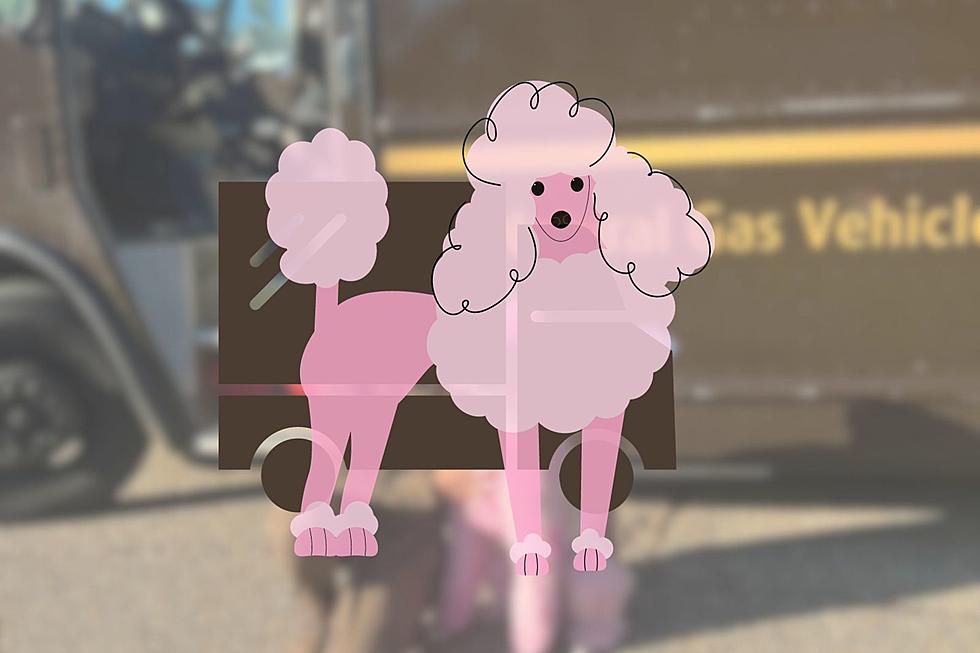 Poodle Helps One of Shreveport’s Favorite UPS Drivers Go Viral