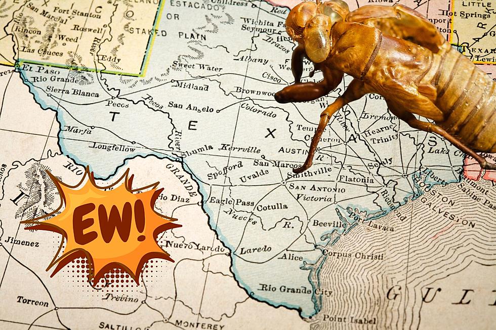 2024 is the Year of the Cicada, How Will it Affect Texas?