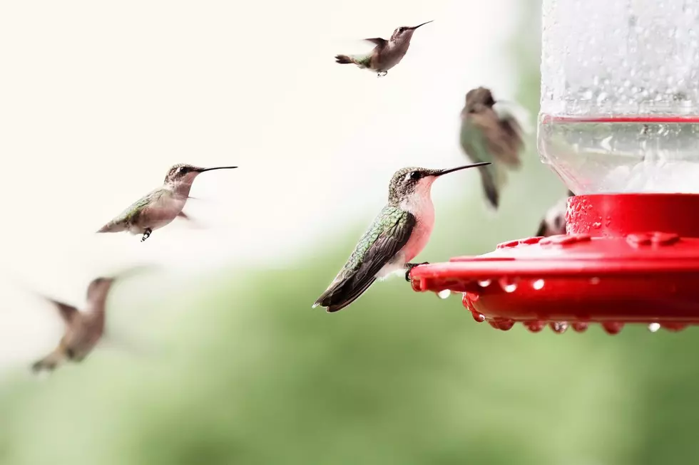 This is When Hummingbirds Will Be Coming Through Louisiana 