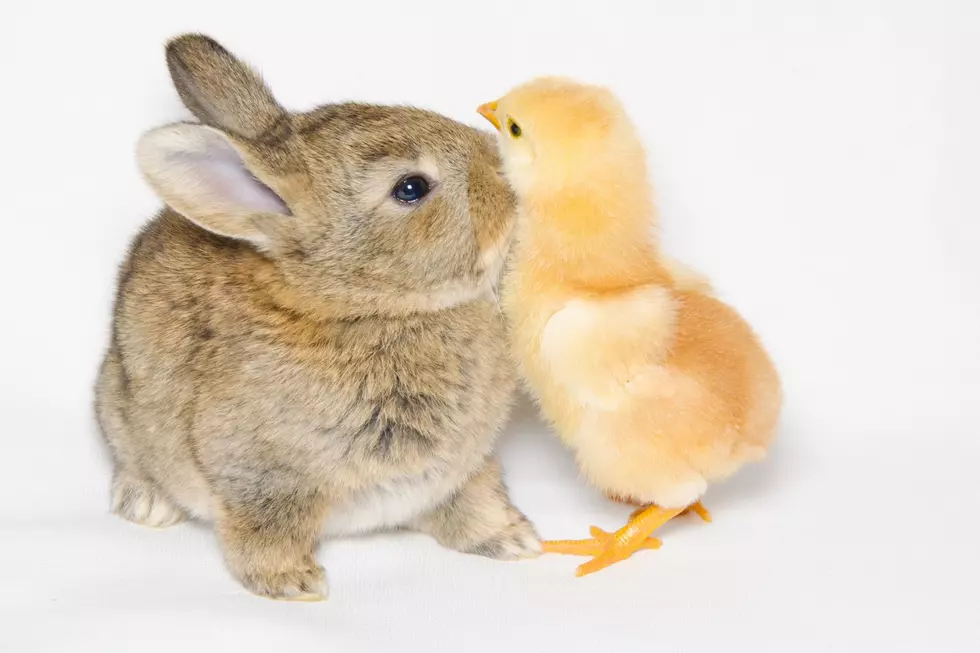 Louisiana Residents Warned About Bunnies and Chicks