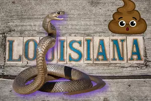 Why Are We Seeing So Many Snakes Right Now in Louisiana?