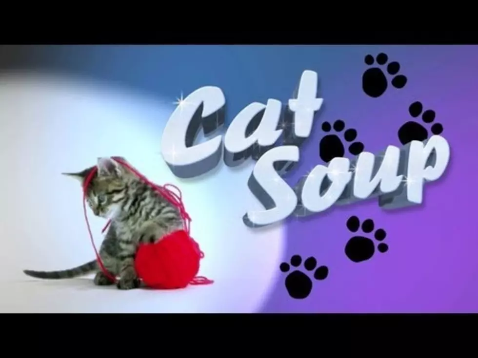 David Cross Brings Us Cat Soup [VIDEO]