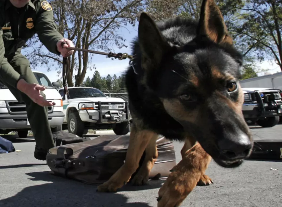 Louisiana Employers Hiring Drug Dogs to Bust Workers
