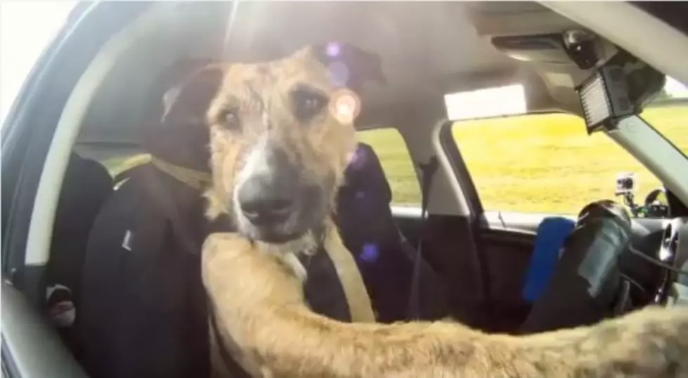 Meet the World&#8217;s First Driving Dog [VIDEO]