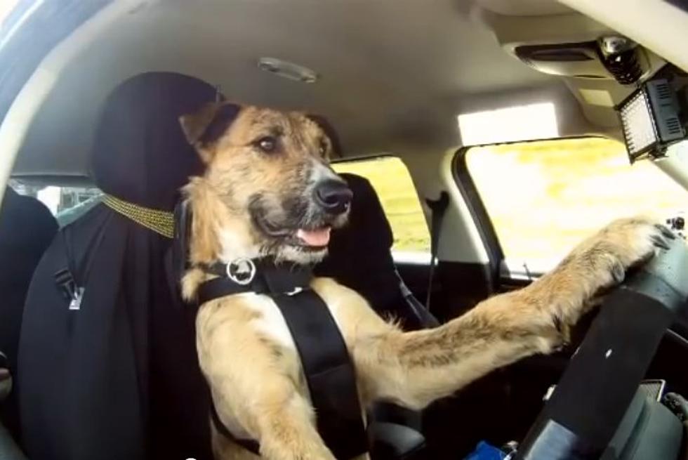 Meet the World’s First Driving Dog [VIDEO]
