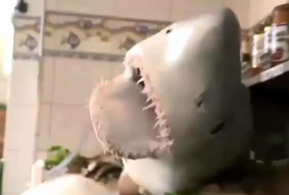 Just in Time for Shark Week…it’s Fishmonger Shark! [VIDEO]