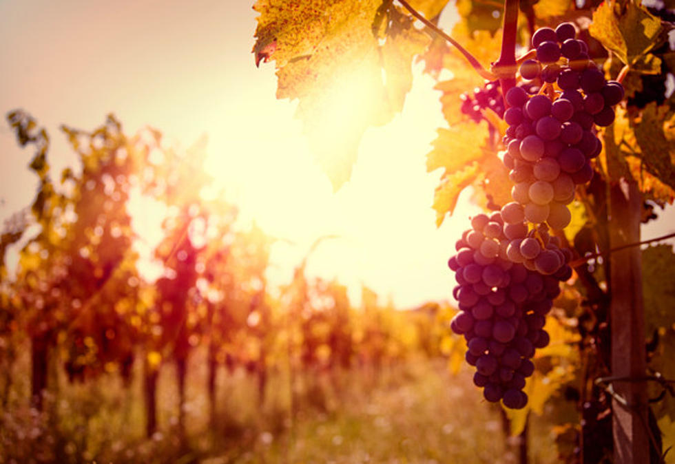 Did You Know that Shreveport-Bossier Has a Vineyard? Cheers to That!
