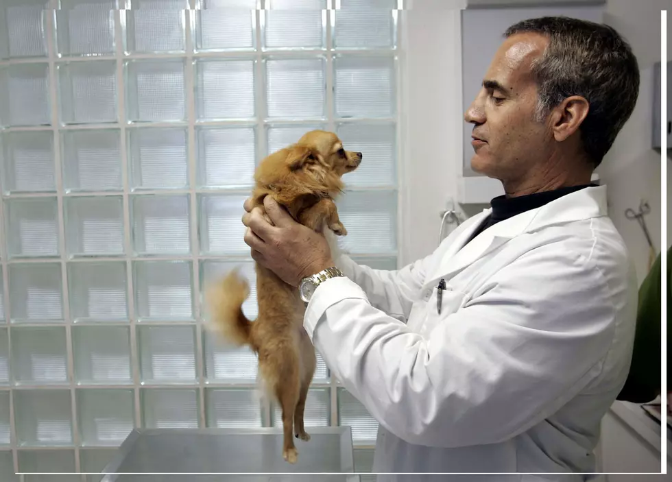 Canine Flu Invades Ark-La-Tex; Texarkana Cancels Dog Show