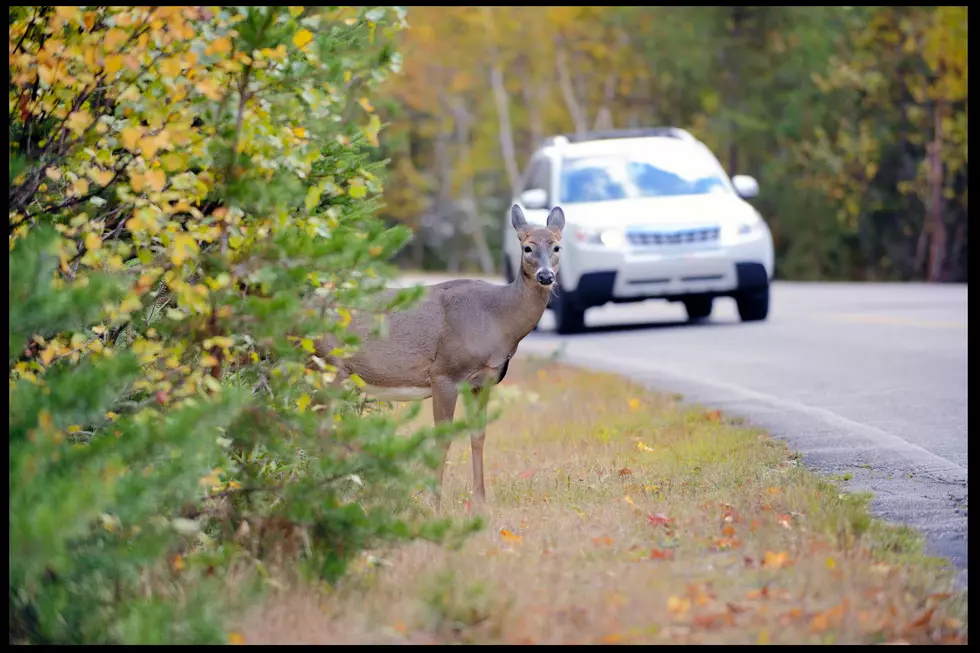 4 Ways to Avoid a Collision With a Deer
