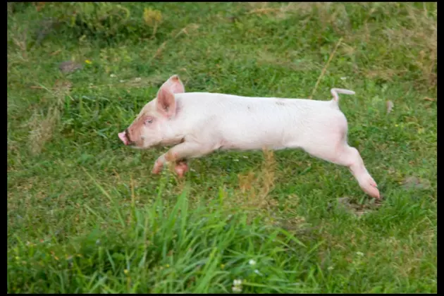 Memorial Day Pig Races at Harrah&#8217;s Louisiana Downs