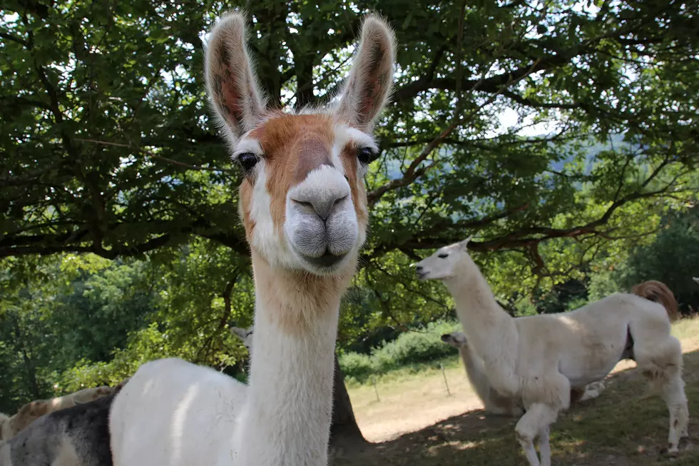 There's a Castle Full of Llamas in Texas You Can Visit