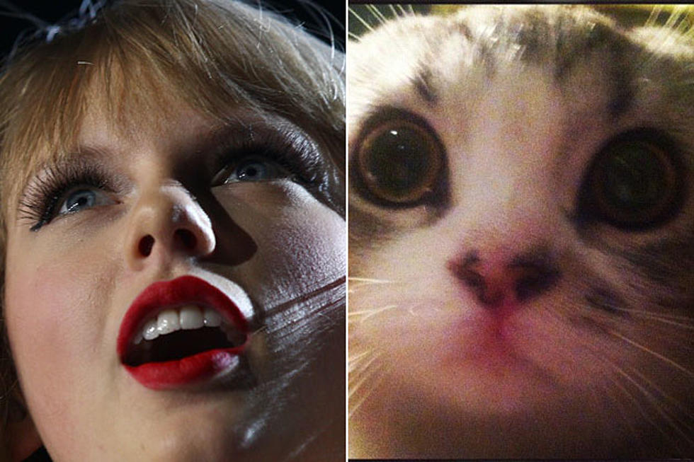 Vote for Taylor Swift’s Cat as 2012 ACM Entertainer of the Year