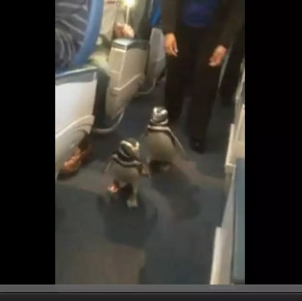 Penguins Fly First Class on Delta Airlines [Video]