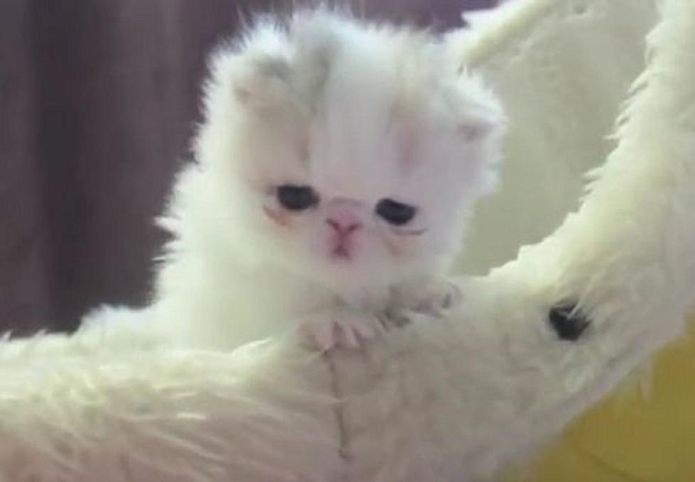 This Little Kitten Weighs Just One Pound and Was Only 2.3 Ounces at Birth [VIDEO]
