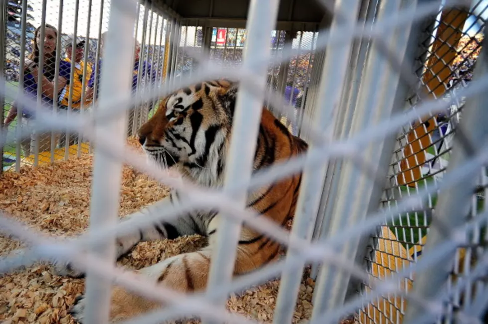 Mike The Tiger Will Not Attend LSU Games
