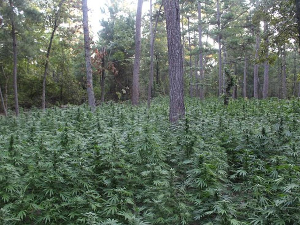 Mexican Nationals Arrested in East Texas Marijuana Growing Operation