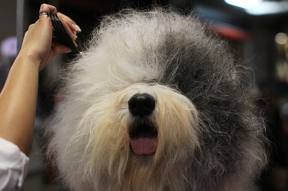 Dogs Duke It Out At The Westminster Dog Show