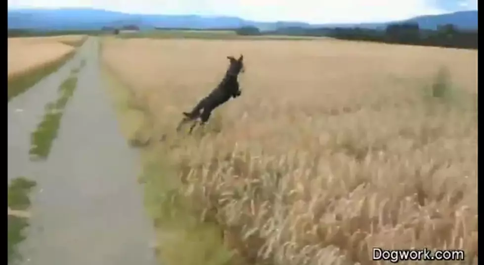 One Happy Dog [VIDEO]