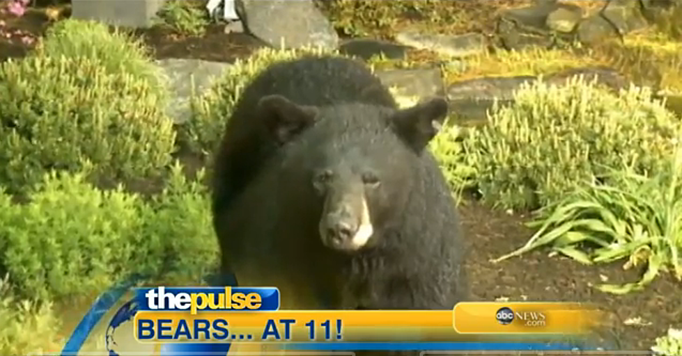 Bears Invade TV Weather Shot [VIDEO]