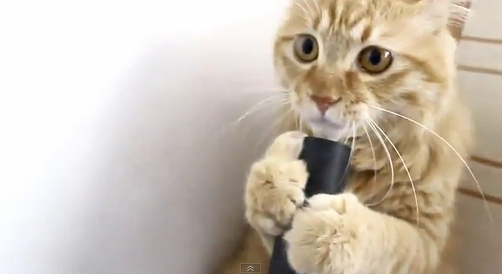 Cat Pretends To Drink Out Of Vacuum Cleaner Hose [VIDEO]