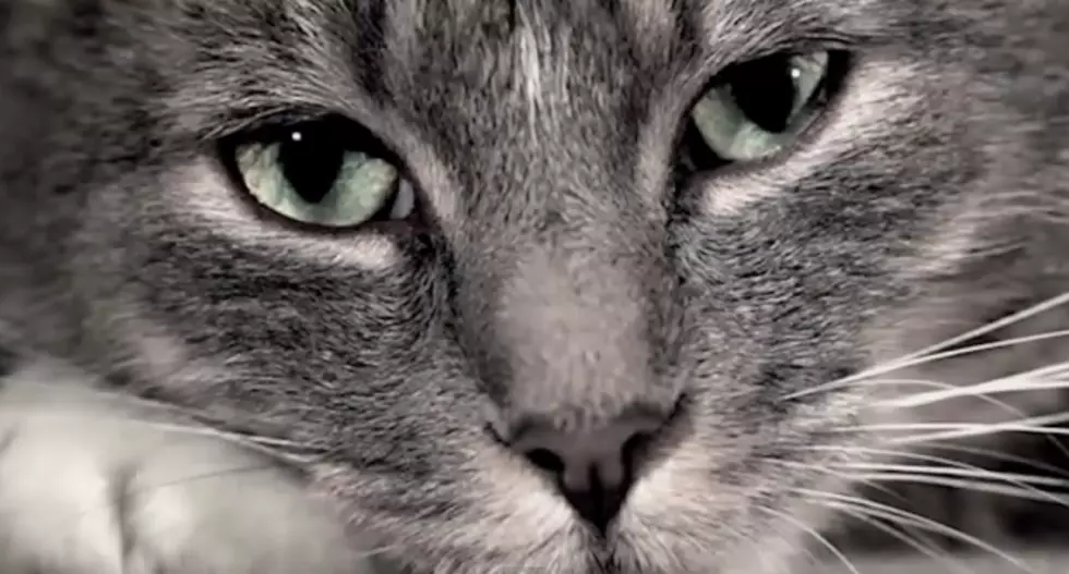 The Cat Diaries – A Sad Life Put Down in Words [VIDEO]
