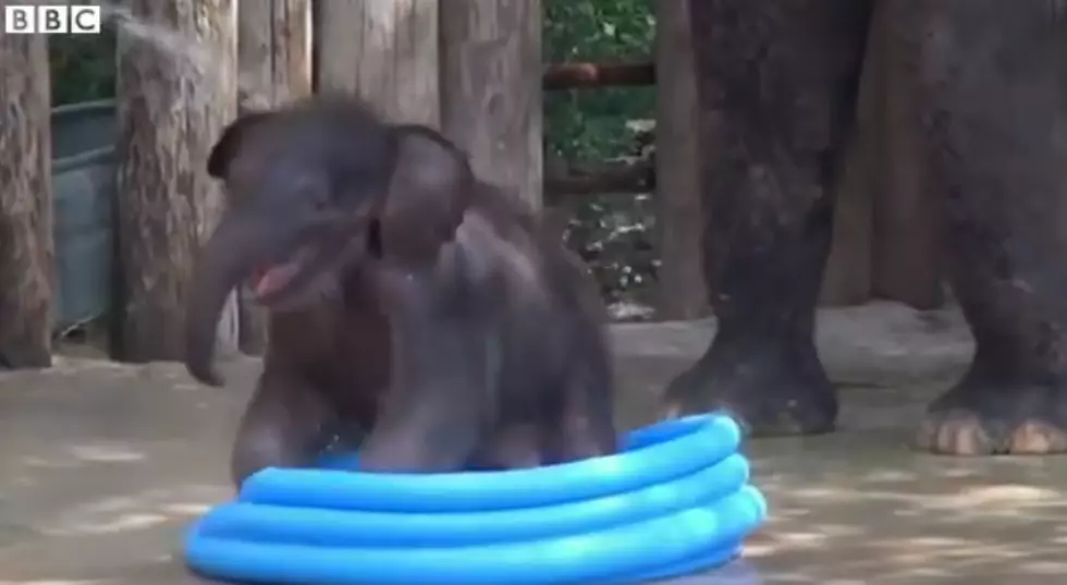 Baby Elephant Finds a New Way to Cool Down in Texas Heat [VIDEO]