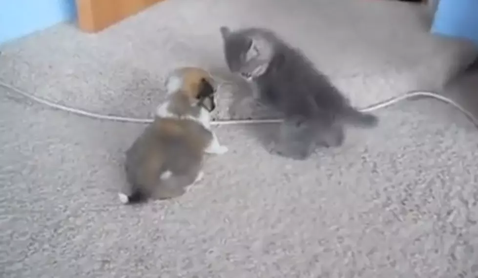 Kitten VS Puppy &#8211; Which Will Win? [VIDEO]