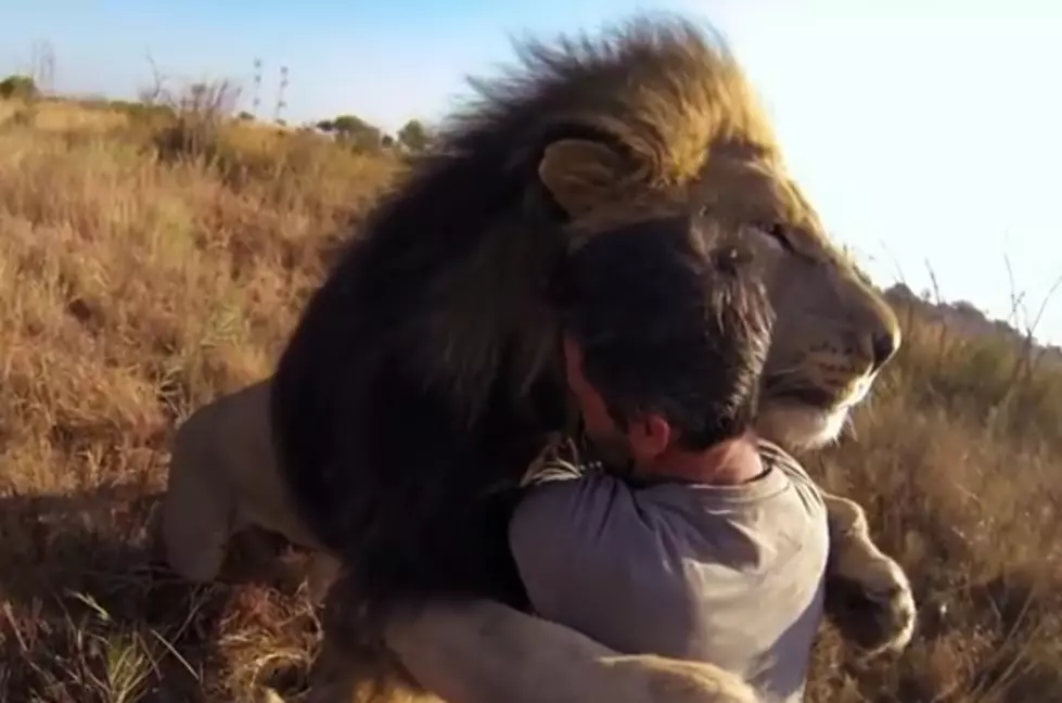 Lion Whisperer: A Man Who Hugs Lions [VIDEOS]