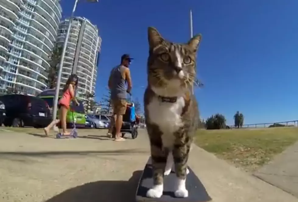 World’s Best Skateboarding Cat [VIDEO]