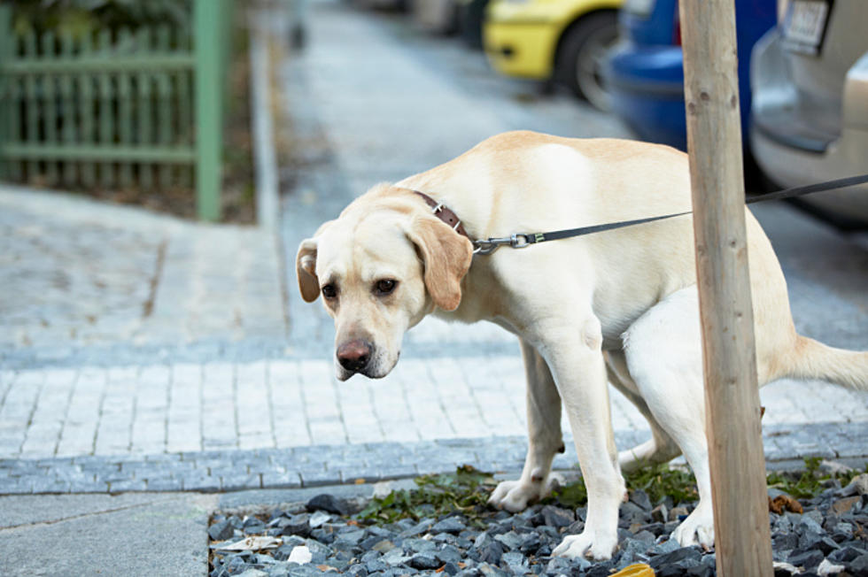 A Tyler Apartment Complex Wants To DNA Swab Dogs So They Can Test Dog Poop
