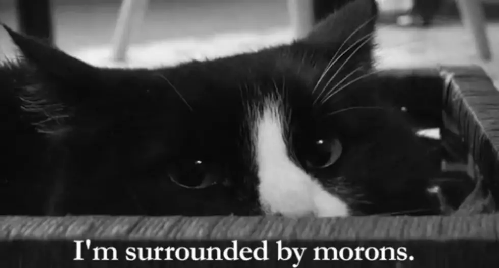 Like Grumpy Cat? You&#8217;ll Fall in Love with Henri [VIDEO]