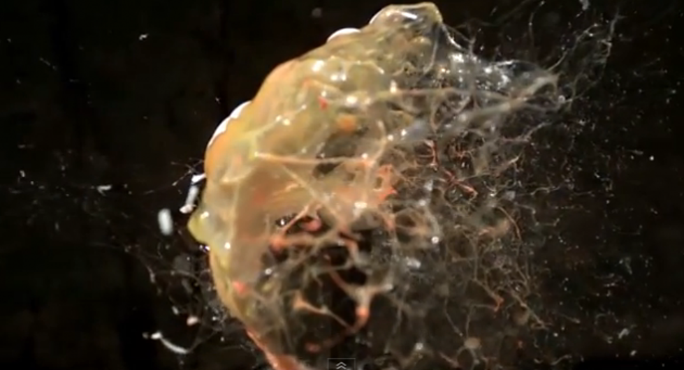 Super Slow Motion Camera Reveals Interesting Pictures [VIDEO]