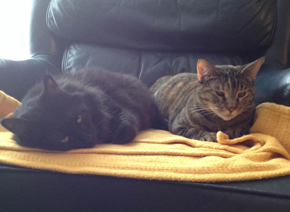 Happy National Cat Day from George and Tammy [PHOTOS]