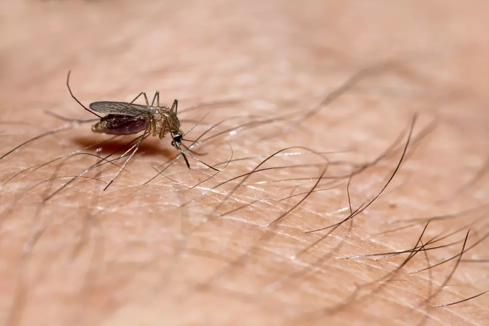 Genetically Modified Mosquitoes could be Released in Texas