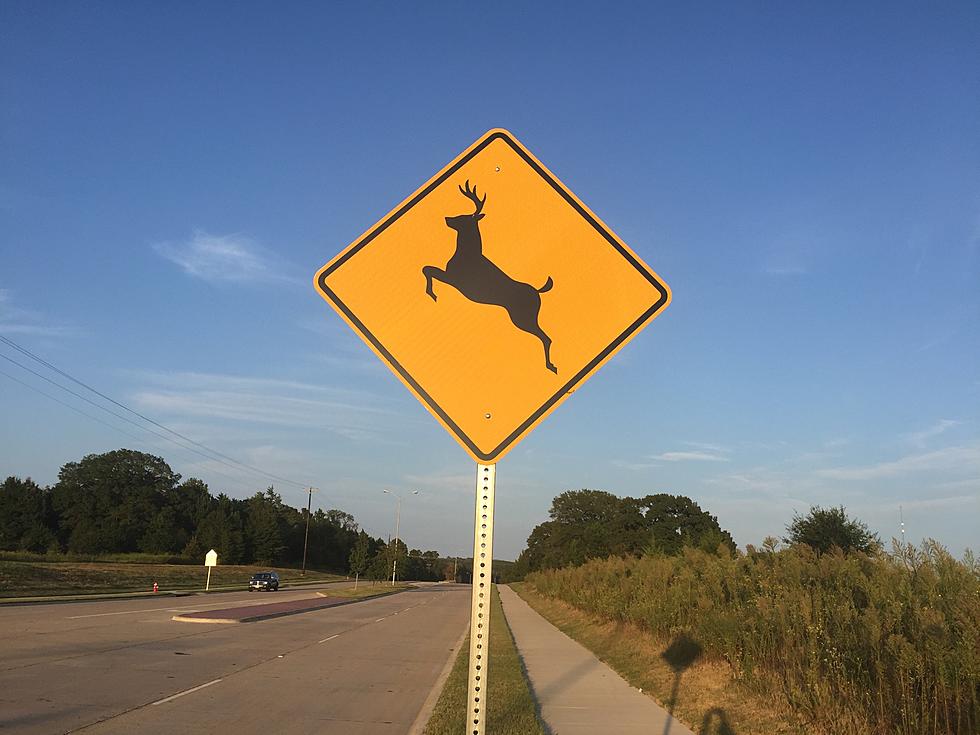 What Are The Odds That You&#8217;ll Have An Accident With A Deer This Year?