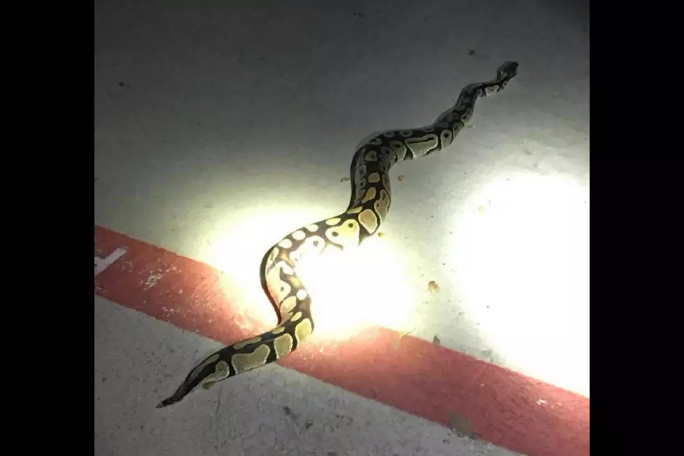 Ball Python Found Slithering Streets In A Dallas Suburb