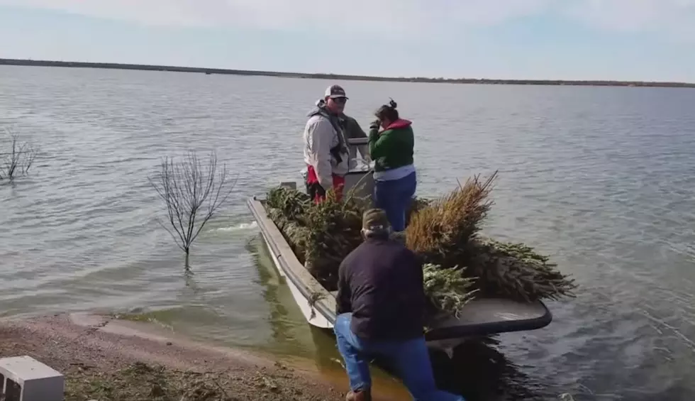 Turn Your Christmas Tree into a Fish Habitat